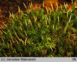 Polytrichastrum formosum (złotowłos strojny)