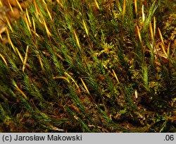 Polytrichastrum formosum (złotowłos strojny)