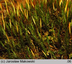 Polytrichastrum formosum (złotowłos strojny)