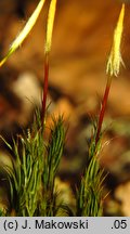 Polytrichastrum formosum (złotowłos strojny)