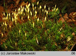 Polytrichastrum formosum (złotowłos strojny)