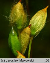 Polytrichastrum formosum (złotowłos strojny)