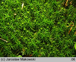 Polytrichastrum formosum (złotowłos strojny)