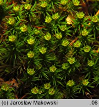 Polytrichastrum formosum (złotowłos strojny)