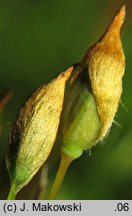 Polytrichastrum formosum (złotowłos strojny)