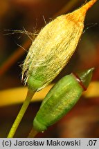 Polytrichastrum formosum (złotowłos strojny)