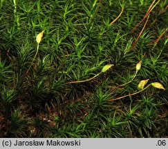 Polytrichastrum formosum (złotowłos strojny)