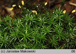 Polytrichastrum formosum (złotowłos strojny)