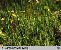 Polytrichastrum formosum (złotowłos strojny)