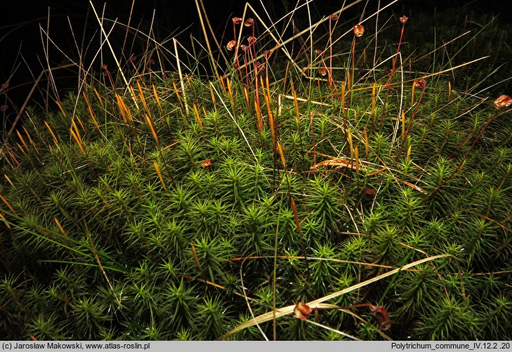 Polytrichum commune (płonnik pospolity)