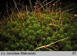 Polytrichum commune (płonnik pospolity)