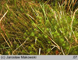 Polytrichum commune (płonnik pospolity)