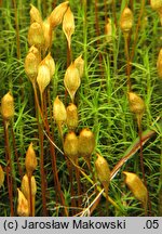 Polytrichum commune (płonnik pospolity)