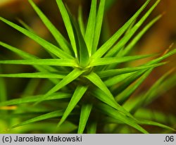 Polytrichum commune (płonnik pospolity)