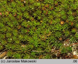 Polytrichum piliferum (płonnik włosisty)