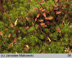 Polytrichum piliferum (płonnik włosisty)