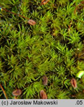 Polytrichum piliferum (płonnik włosisty)