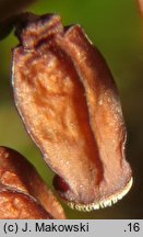 Polytrichum piliferum (płonnik włosisty)