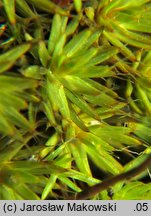 Polytrichum piliferum (płonnik włosisty)