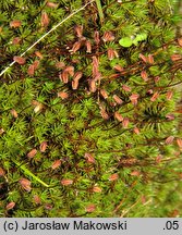 Polytrichum piliferum (płonnik włosisty)