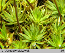 Polytrichum piliferum (płonnik włosisty)