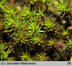 Polytrichum piliferum (płonnik włosisty)