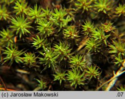 Polytrichum piliferum (płonnik włosisty)