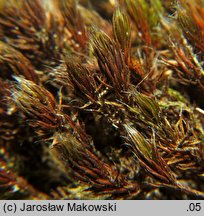 Polytrichum piliferum (płonnik włosisty)