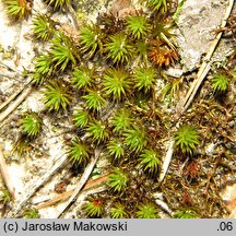 Polytrichum piliferum (płonnik włosisty)