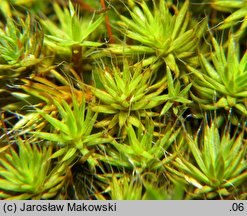 Polytrichum piliferum (płonnik włosisty)