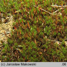 Polytrichum piliferum (płonnik włosisty)