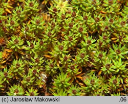 Polytrichum piliferum (płonnik włosisty)