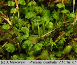 Preissia quadrata (porostniczka czterodzielna)