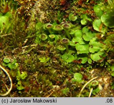 Preissia quadrata (porostniczka czterodzielna)