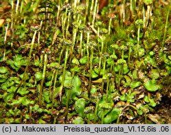 Preissia quadrata (porostniczka czterodzielna)