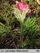 Pulsatilla vulgaris Rote Glocke