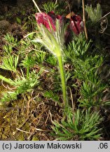 Pulsatilla vulgaris Rote Glocke