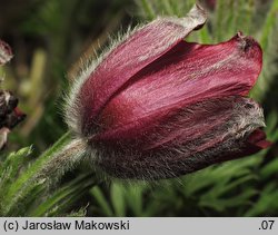 Pulsatilla vulgaris Rote Glocke