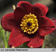 Pulsatilla vulgaris Rote Glocke