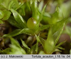 Tortula acaulon (brodek bezłodygowy)