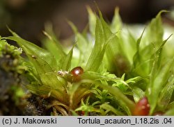 Tortula acaulon (brodek bezłodygowy)