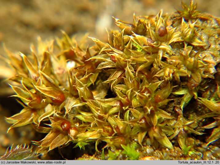 Tortula acaulon (brodek bezłodygowy)