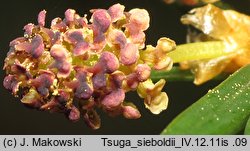 Tsuga sieboldii (choina Siebolda)