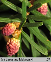 Tsuga sieboldii (choina Siebolda)