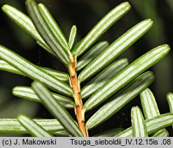 Tsuga sieboldii (choina Siebolda)