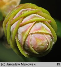 Tsuga sieboldii (choina Siebolda)