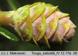 Tsuga sieboldii (choina Siebolda)