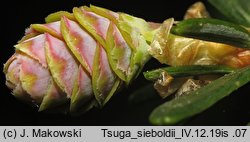 Tsuga sieboldii (choina Siebolda)