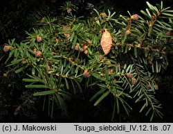 Tsuga sieboldii (choina Siebolda)