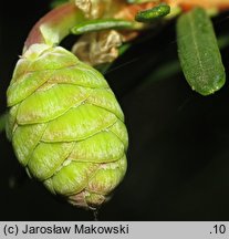 Tsuga sieboldii (choina Siebolda)